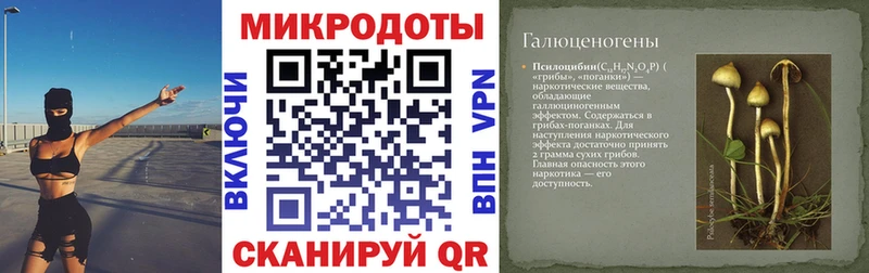 KRAKEN ССЫЛКА  Багратионовск  Псилоцибиновые грибы Psilocybine cubensis 
